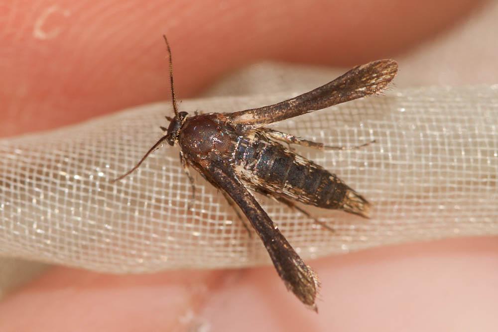 Sésie Teigne (La) Tinthia tineiformis (Esper, 1789)