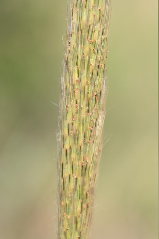 Barbon Andropogon Bothriochloa barbinodis (Lag.) Herter, 1940