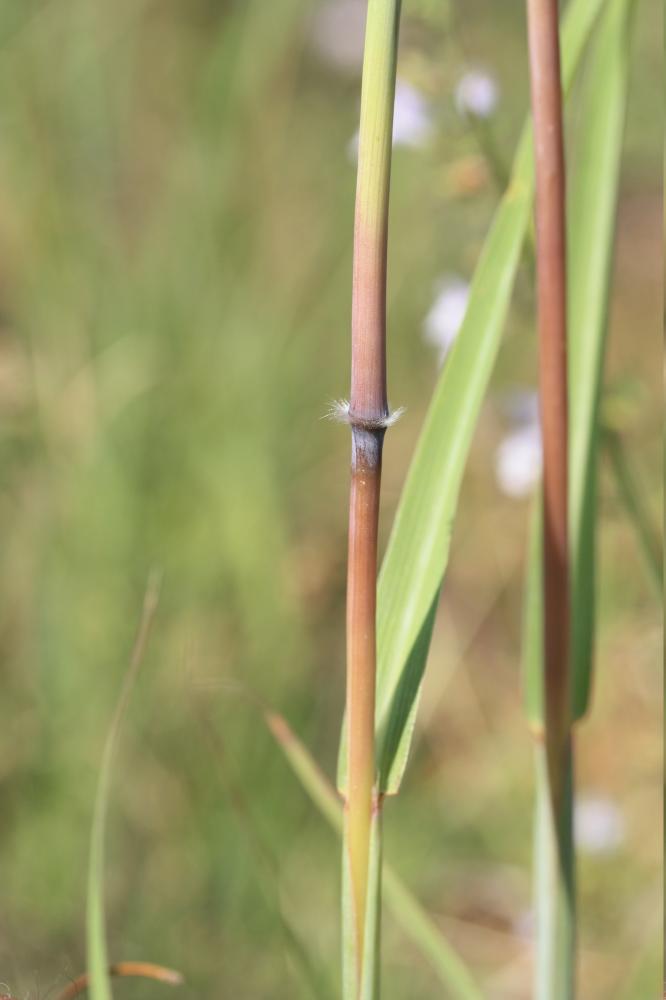 Barbon Andropogon Bothriochloa barbinodis (Lag.) Herter, 1940