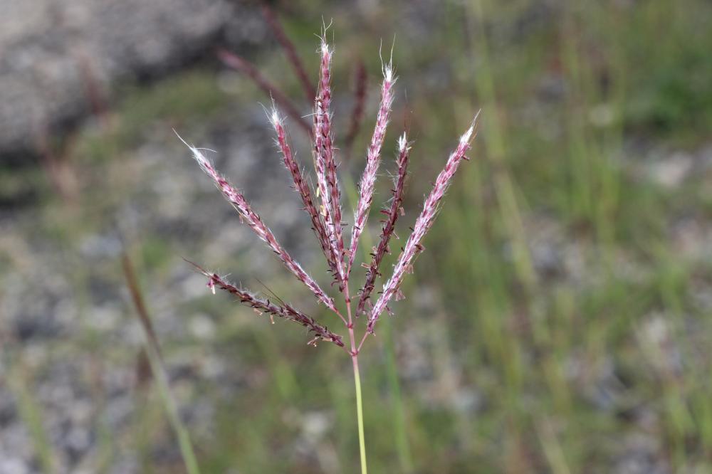 Barbon pied-de-poule, Bothriochloa Ischème Bothriochloa ischaemum (L.) Keng, 1936