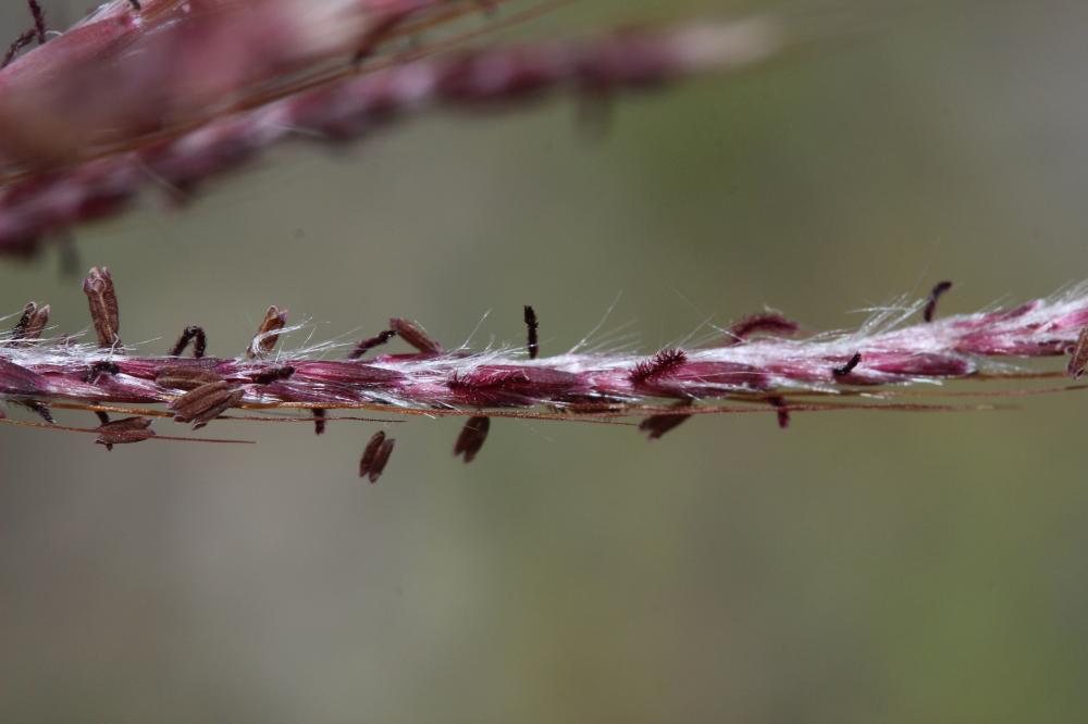 Barbon pied-de-poule, Bothriochloa Ischème Bothriochloa ischaemum (L.) Keng, 1936