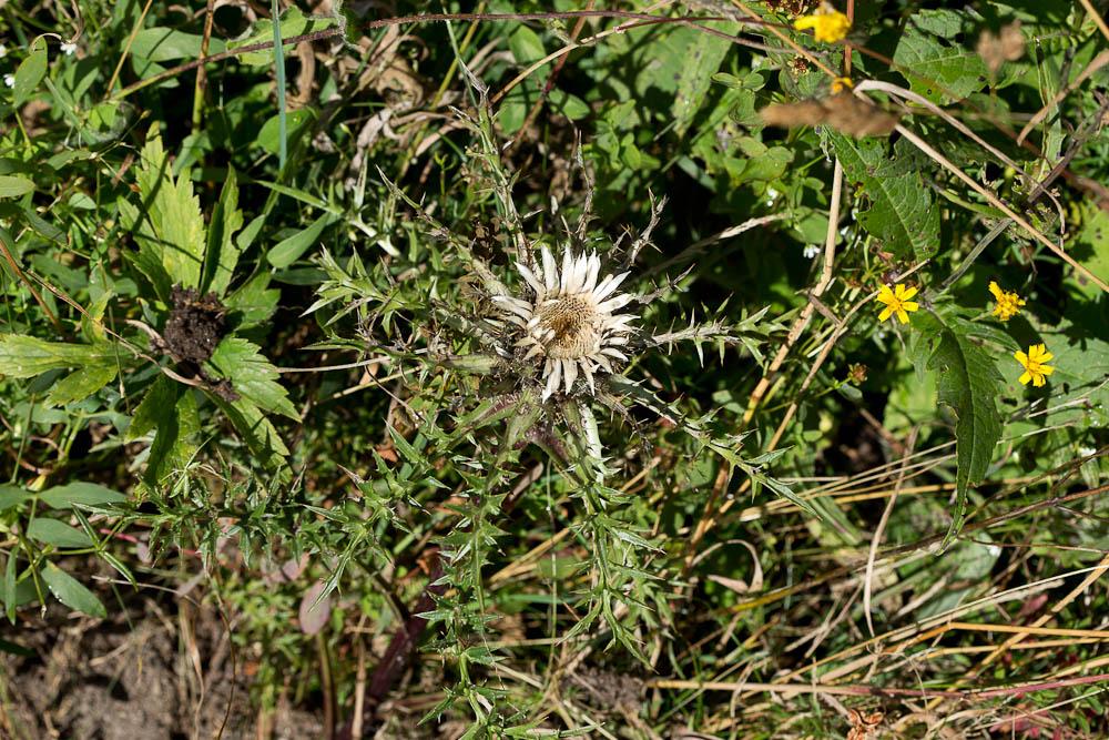 Carline caulescente Carlina acaulis subsp. caulescens (Lam.) Schübl. & G.Martens, 1834