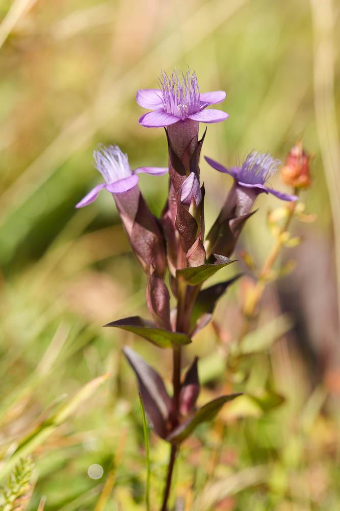 Gentianelle des champs, Gentiane champêtre Gentianella campestris (L.) Börner, 1912