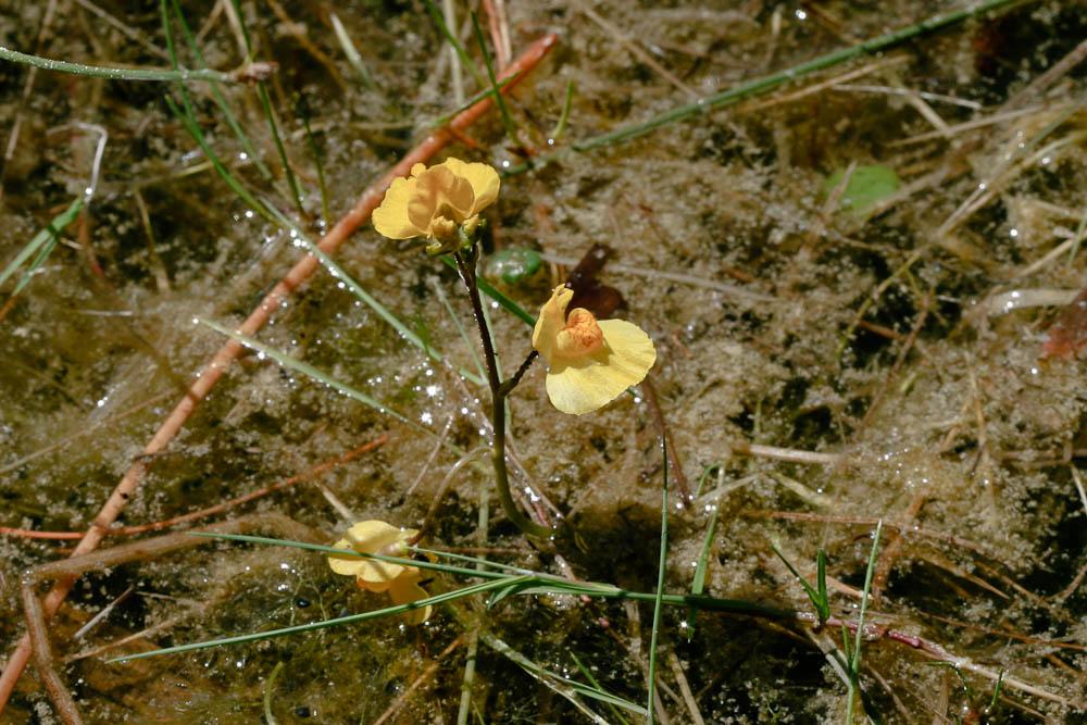 Le Utriculaire citrine, Utriculaire élevée, Grande ut Utricularia australis R.Br., 1810