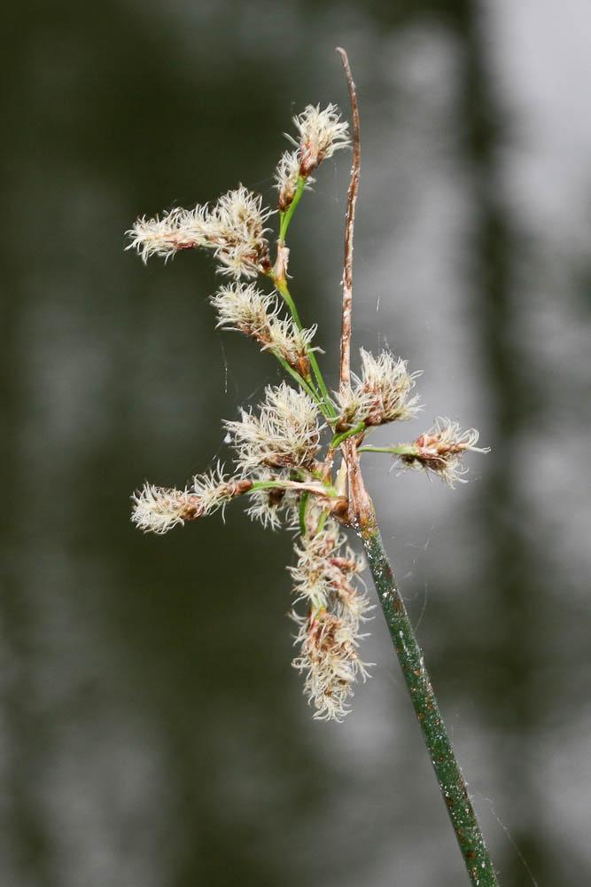 Jonc des chaisiers, Jonc-des-tonneliers Schoenoplectus lacustris (L.) Palla, 1888