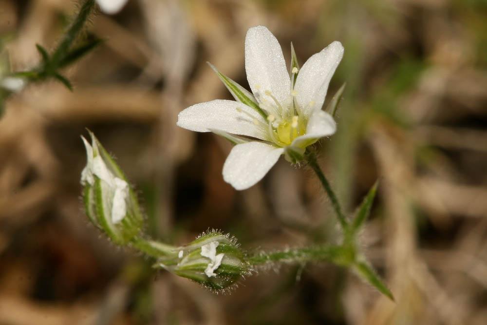 Minuartie de la Lozère Minuartia lanuginosa (H.J.Coste) Braun-Blanq., 1931