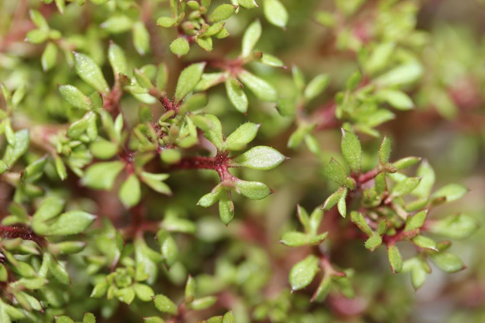 Saxifrage continentale Saxifraga fragosoi Sennen, 1929