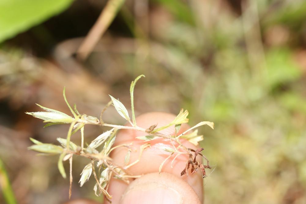 Saxifrage continentale Saxifraga fragosoi Sennen, 1929