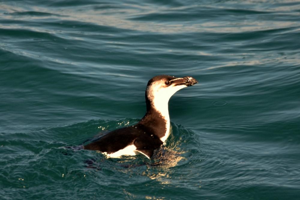 Petit pingouin, Pingouin torda Alca torda Linnaeus, 1758