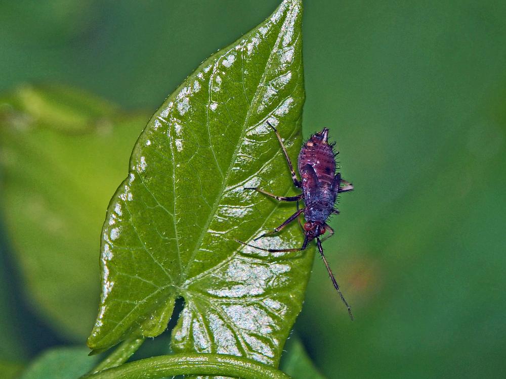  Capsus ater (Linnaeus, 1758)