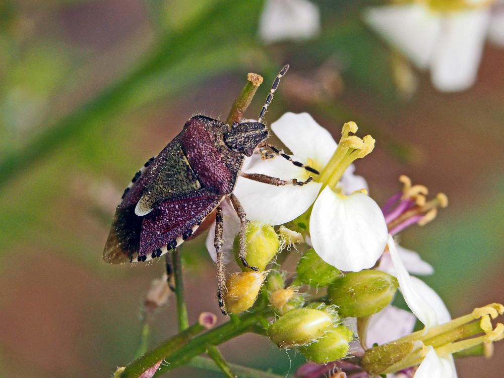 Punaise brune à antennes & bords panachés Dolycoris baccarum (Linnaeus, 1758)