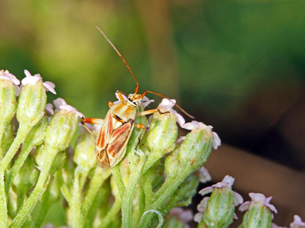  Calocoris roseomaculatus (De Geer, 1773)