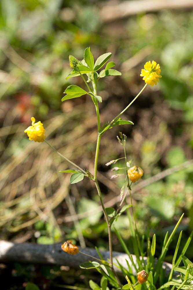 Trèfle doré, Trèfle agraire Trifolium aureum Pollich, 1777