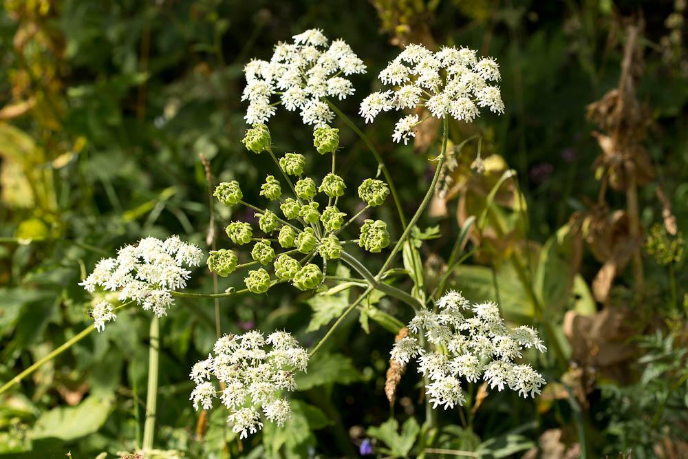 Patte d'ours, Berce commune, Grande Berce Heracleum sphondylium L., 1753
