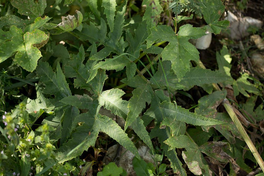 Patte d'ours, Berce commune, Grande Berce Heracleum sphondylium L., 1753