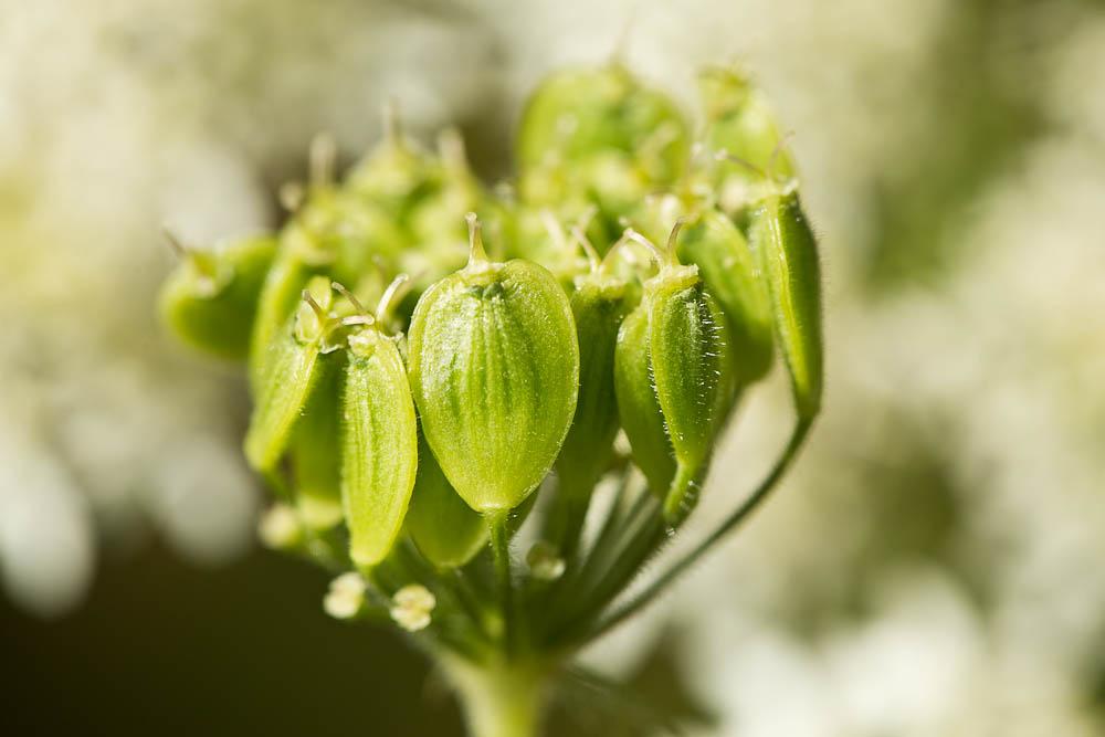 Patte d'ours, Berce commune, Grande Berce Heracleum sphondylium L., 1753