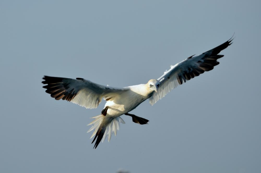 Fou de Bassan Morus bassanus (Linnaeus, 1758)