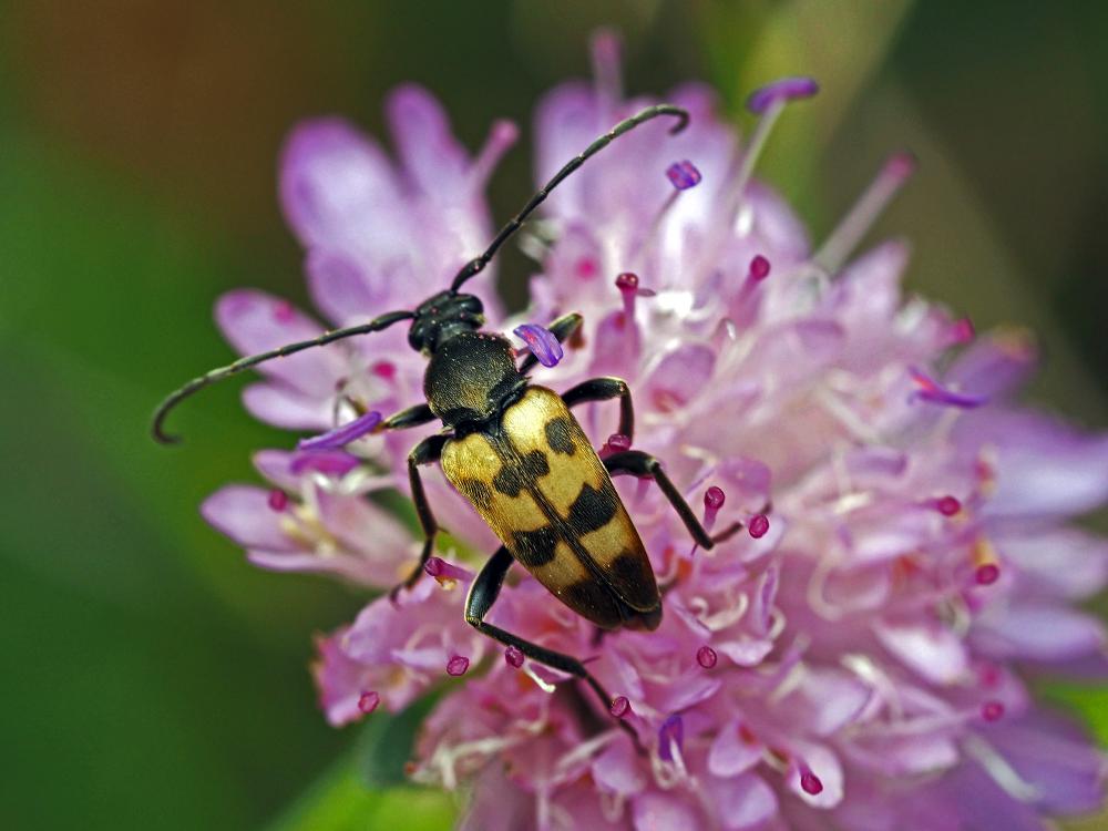 Pachytodes erraticus (Dalman, 1817)