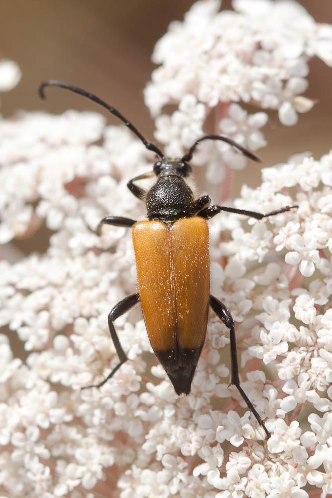 Lepture fauve Stictoleptura fulva (De Geer, 1775)