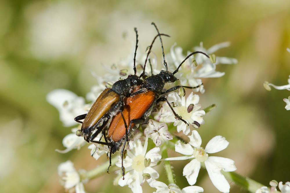 Lepture rouge sang Anastrangalia sanguinolenta (Linnaeus, 1760)