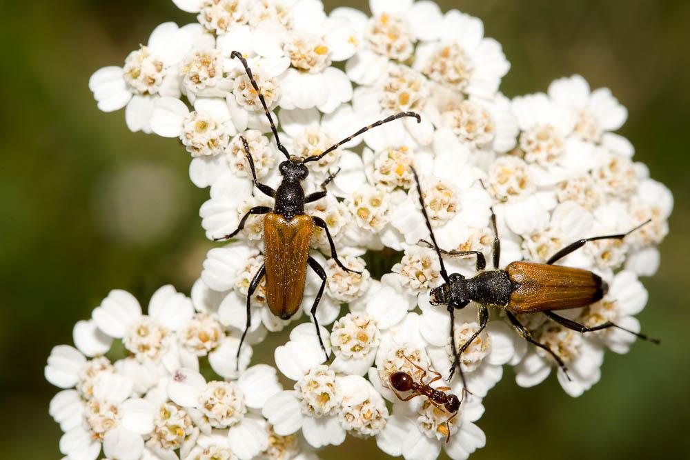 Stictoleptura maculicornis (De Geer, 1775)
