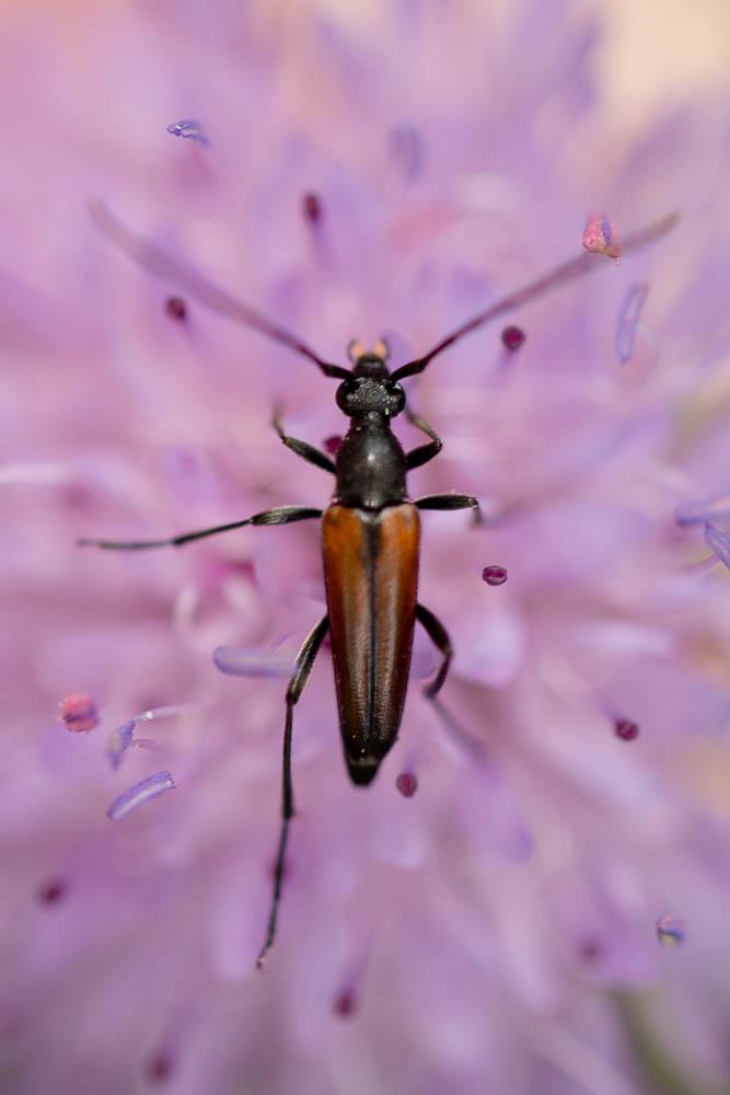 Stenurella melanura (Linnaeus, 1758)