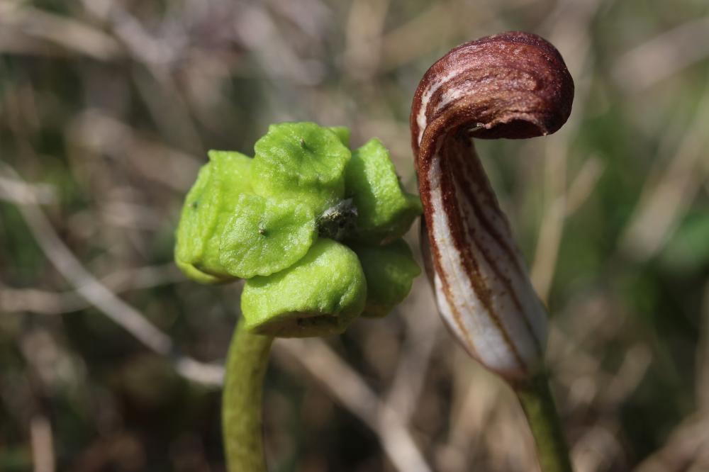Gouet à capuchon, Capuchon-de-moine Arisarum vulgare O.Targ.Tozz., 1810