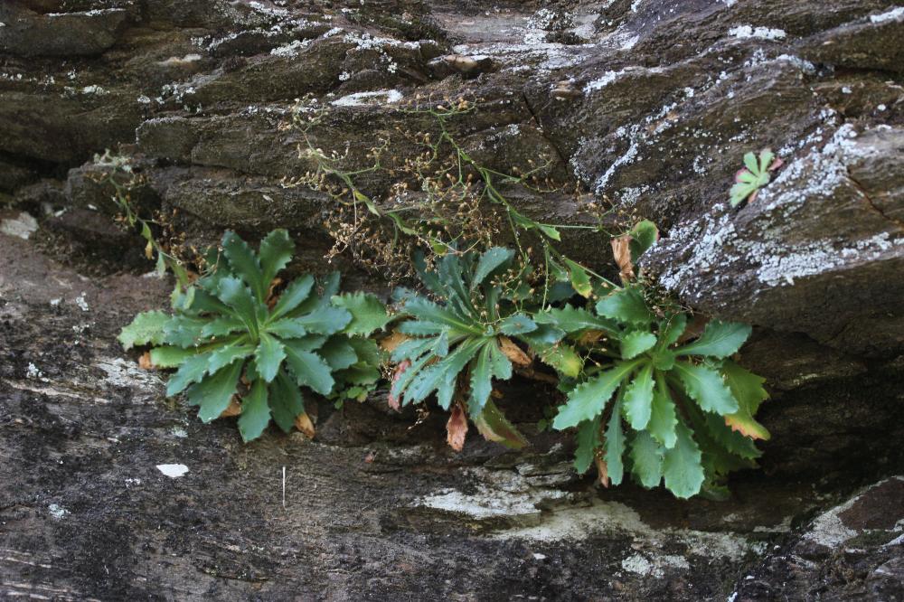 Saxifrage de L'Écluse Micranthes clusii (Gouan) B.Bock, 2012