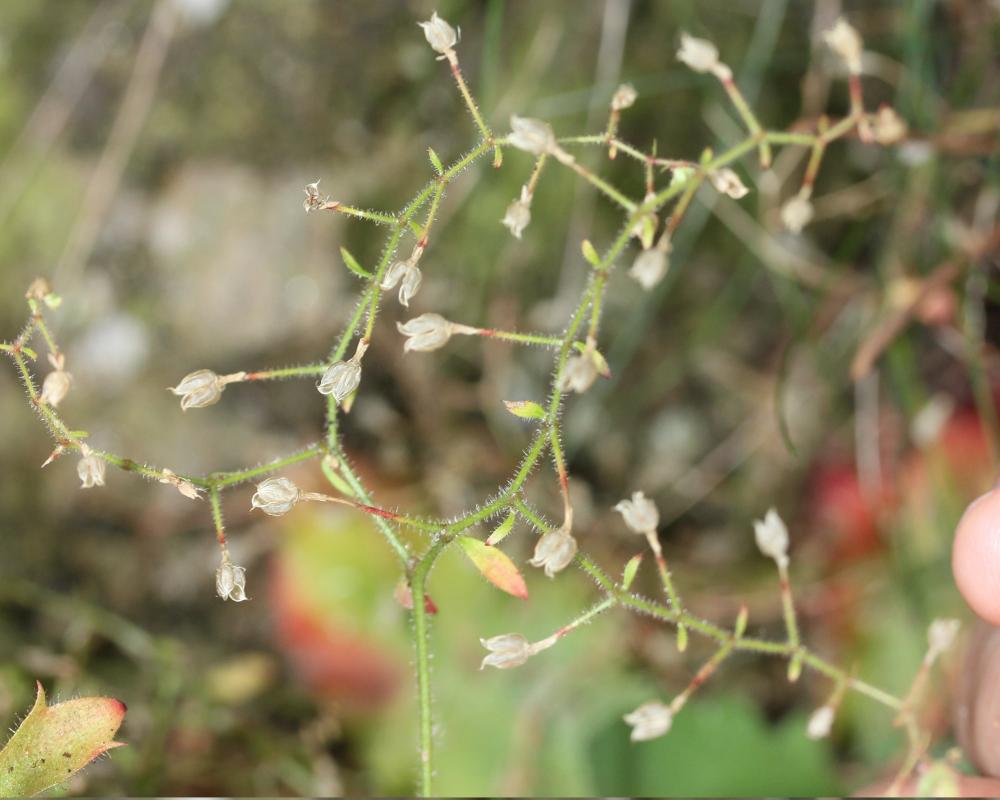 Saxifrage de L'Écluse Micranthes clusii (Gouan) B.Bock, 2012