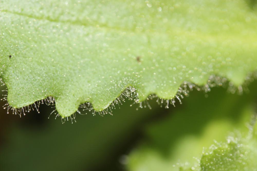 Saxifrage de L'Écluse Micranthes clusii (Gouan) B.Bock, 2012