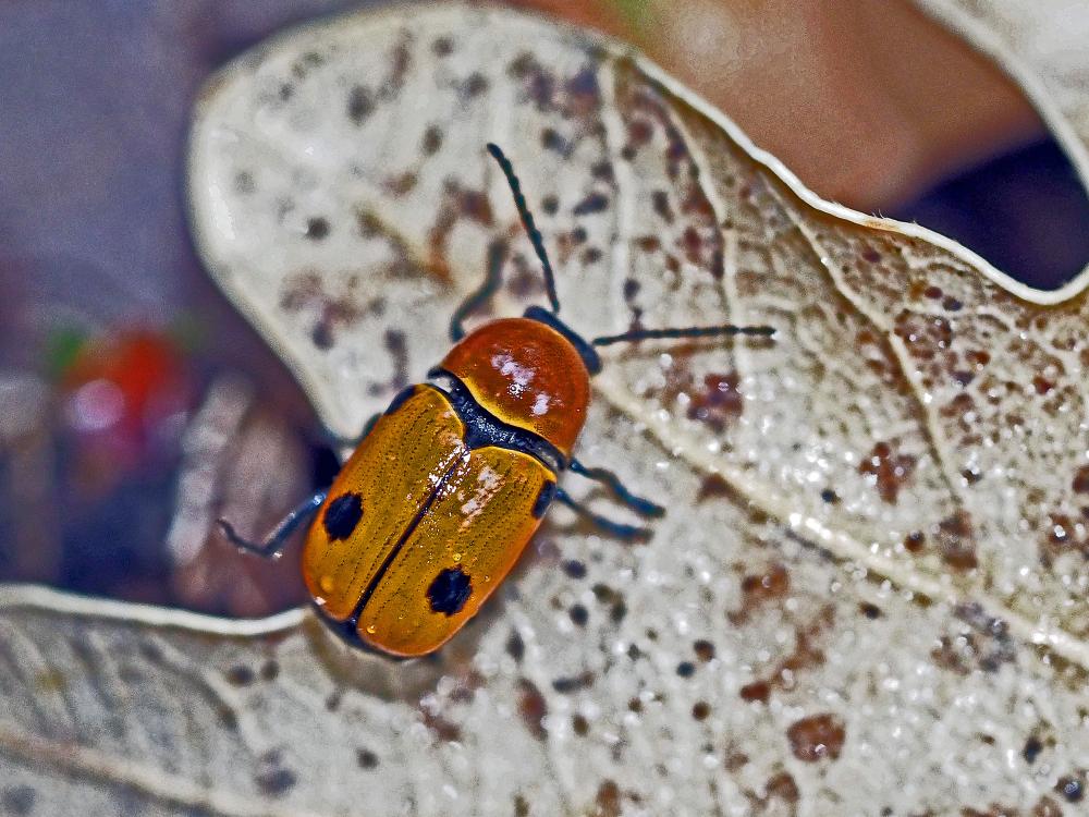Cryptocephalus bimaculatus Fabricius, 1781