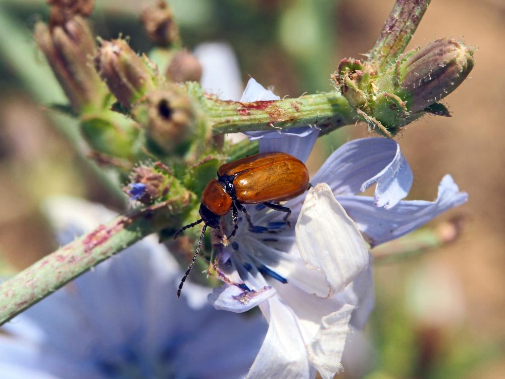 Lupérus portugais Exosoma lusitanicum (Linnaeus, 1767)