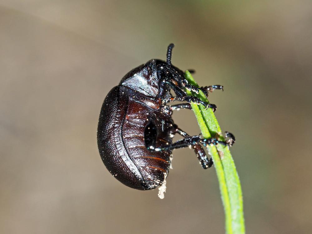 Timarcha goettingensis (Linnaeus, 1758)