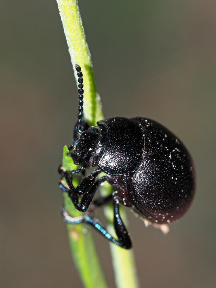 Timarcha goettingensis (Linnaeus, 1758)