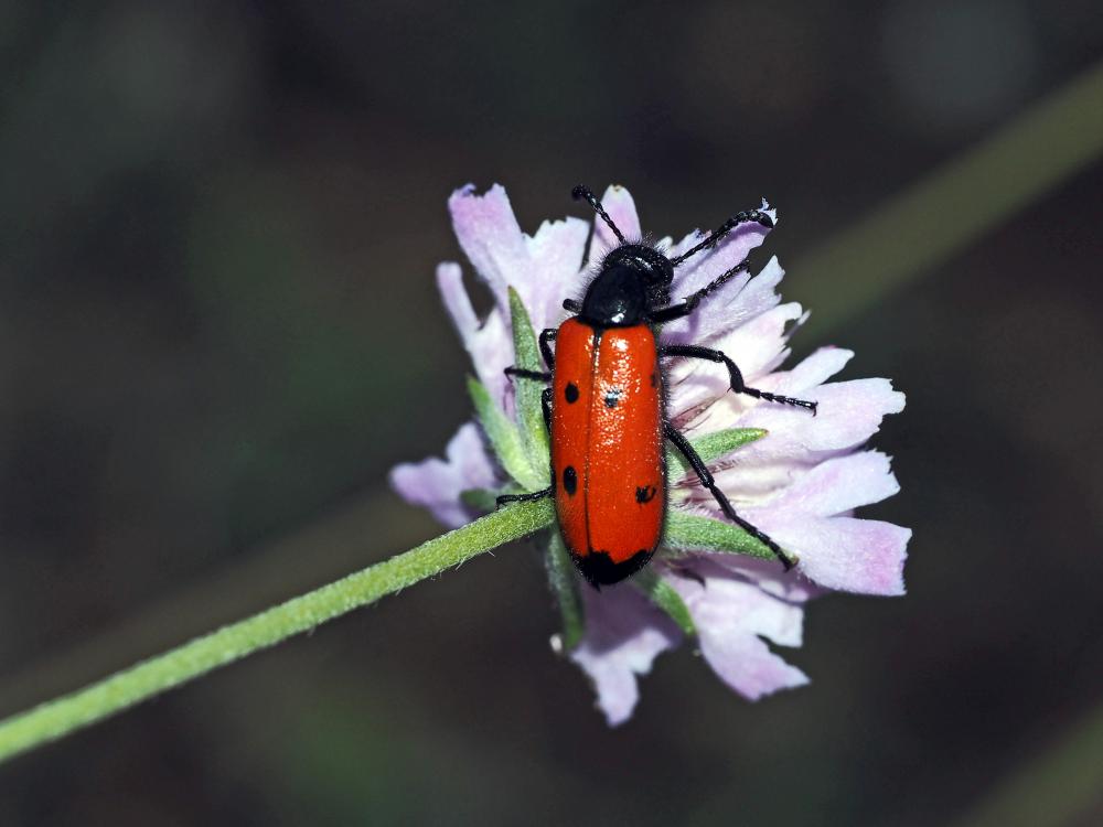 Mylabre à quatre points Mylabris quadripunctata (Linnaeus, 1767)