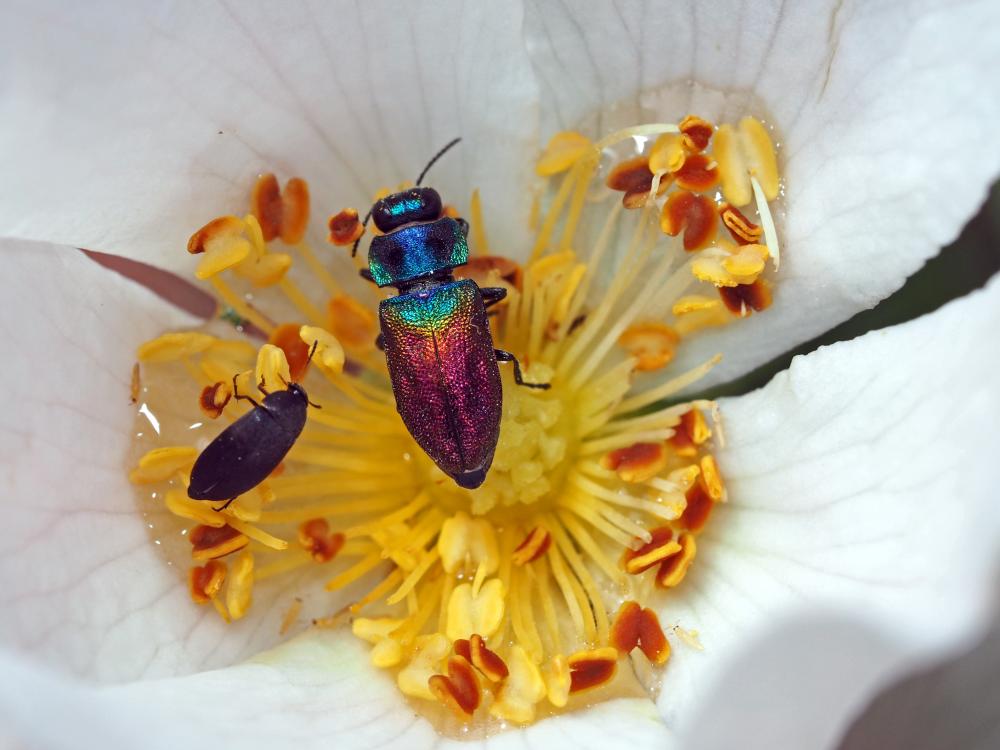 Anthaxie du Saule Anthaxia salicis (Fabricius, 1777)