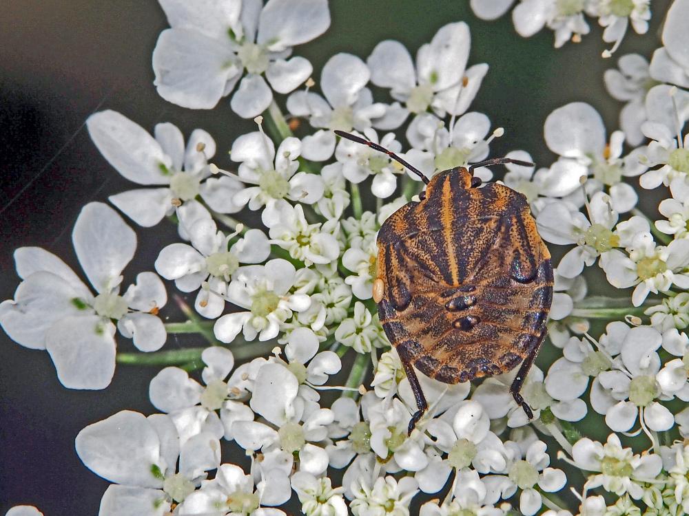 Punaise arlequin Graphosoma italicum (O.F. Müller, 1766)