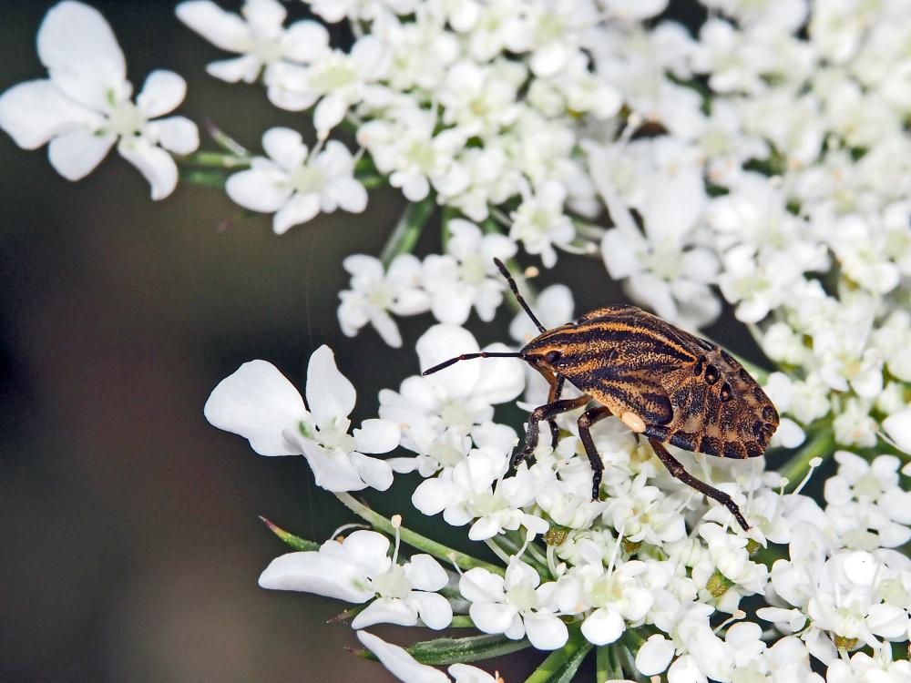 Punaise arlequin Graphosoma italicum (O.F. Müller, 1766)