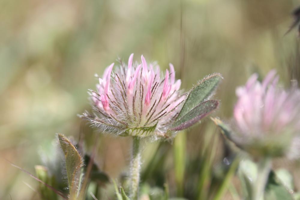 Trèfle hérissé Trifolium hirtum All., 1789