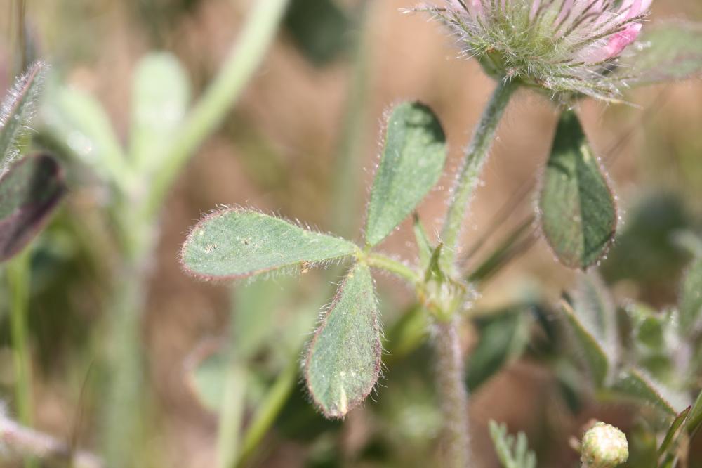 Trèfle hérissé Trifolium hirtum All., 1789
