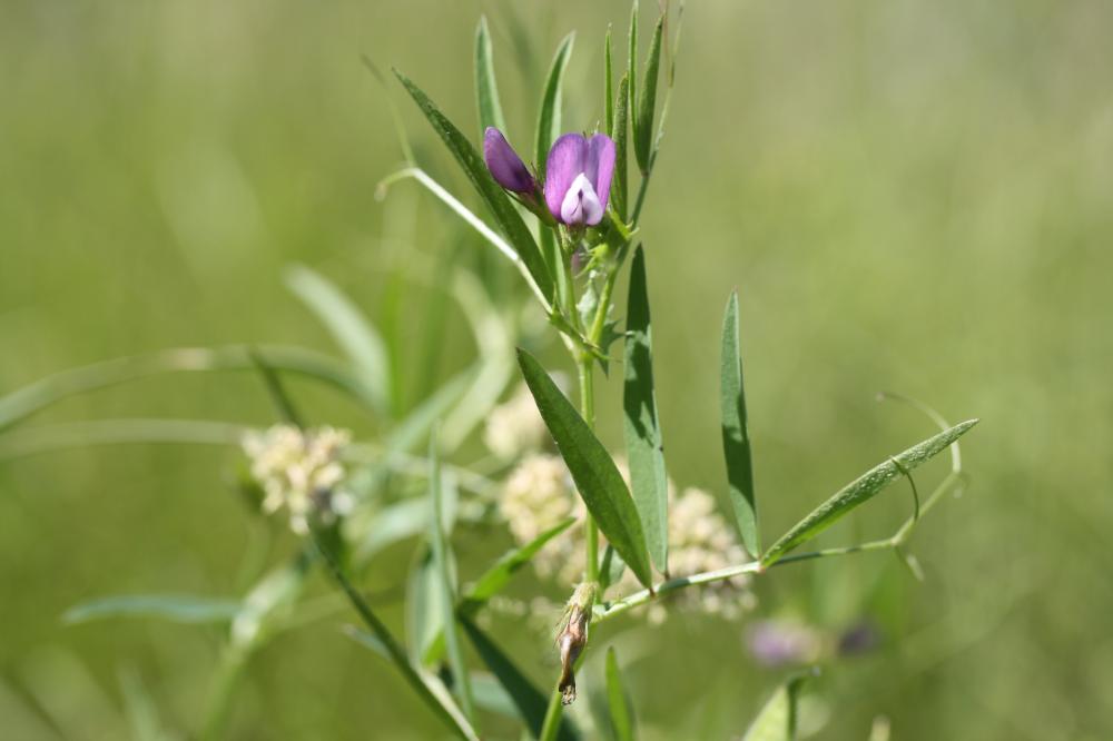 Vesce de Bithynie Vicia bithynica (L.) L., 1759