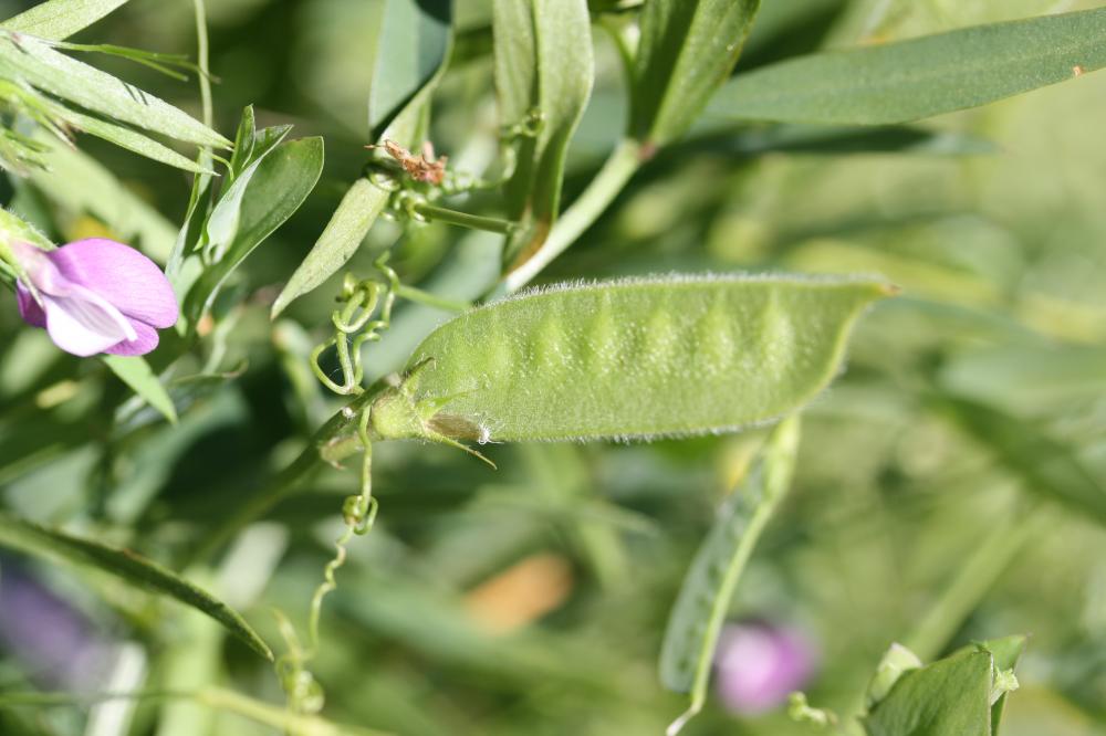Vesce de Bithynie Vicia bithynica (L.) L., 1759