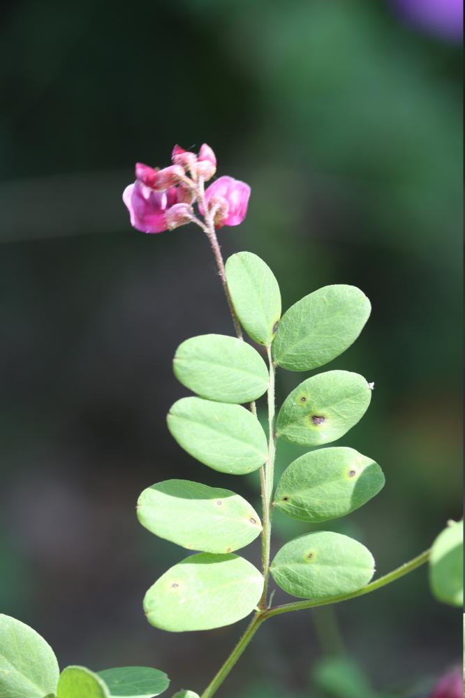 Gesse noire, Orobe noir Lathyrus niger (L.) Bernh., 1800