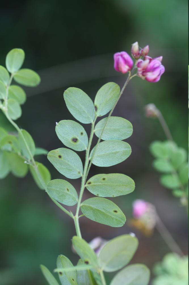 Gesse noire, Orobe noir Lathyrus niger (L.) Bernh., 1800