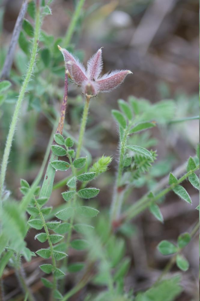 Astragale étoilé, Astragale en étoile Astragalus stella Gouan, 1773