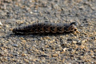 Sphinx du Liseron (Le) Agrius convolvuli (Linnaeus, 1758)