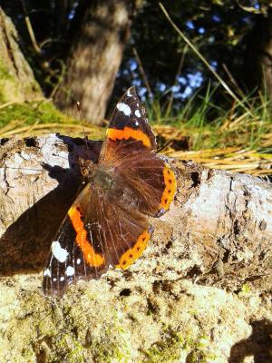 Vulcain (Le), Amiral (L'), Vanesse Vulcain (La), C Vanessa atalanta (Linnaeus, 1758)