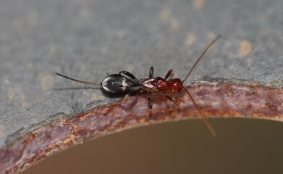  Braconidae Nees, 1811