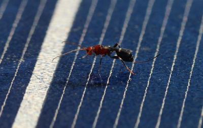  Braconidae Nees, 1811