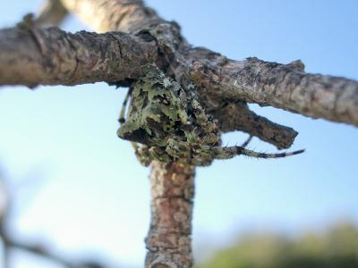  Gibbaranea gibbosa (Walckenaer, 1802)